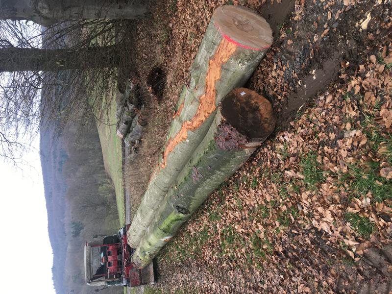 K800_U406 mit 2 Stämmen.JPG