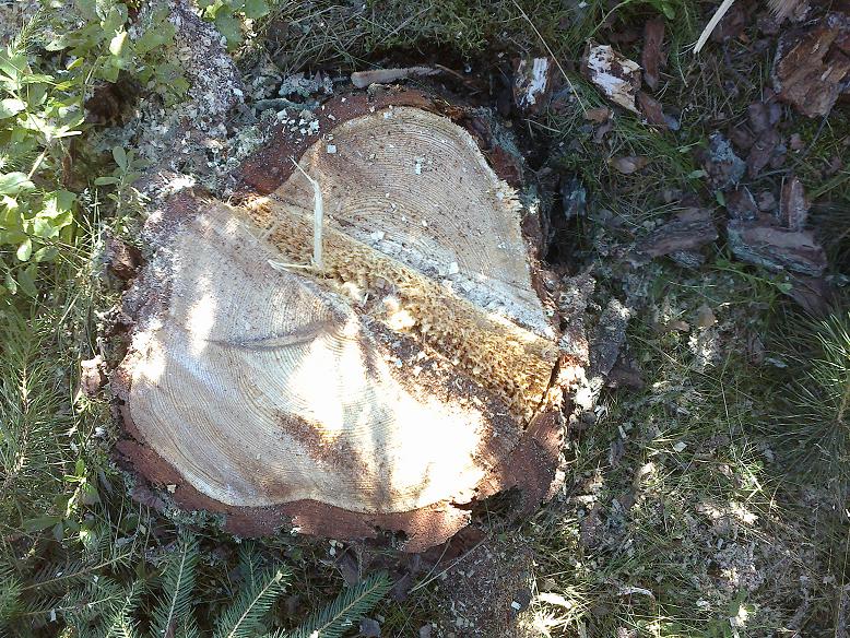 Stangen Juli 011.jpg