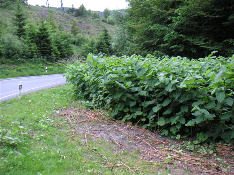 Sauerland-Banane  001 (Medium).jpg