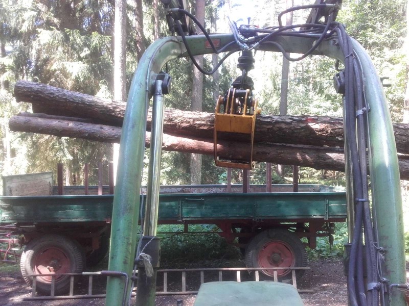 2018-07-07 Wald 4.jpg