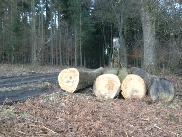 Eiche 1 bis 4 10,4 fm.JPG