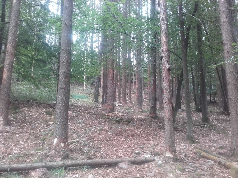 2018-08-31 Robert  Wald 1.jpg