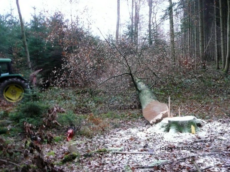 wald7.jpg