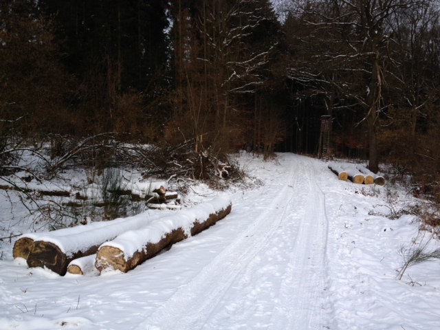 Eichen a 27.01.2013.JPG