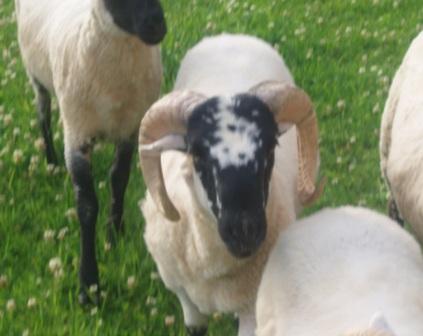 Bilder Schafe 023.jpg