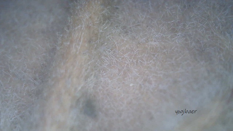 Quercus macranthera Blattunterseite.jpg