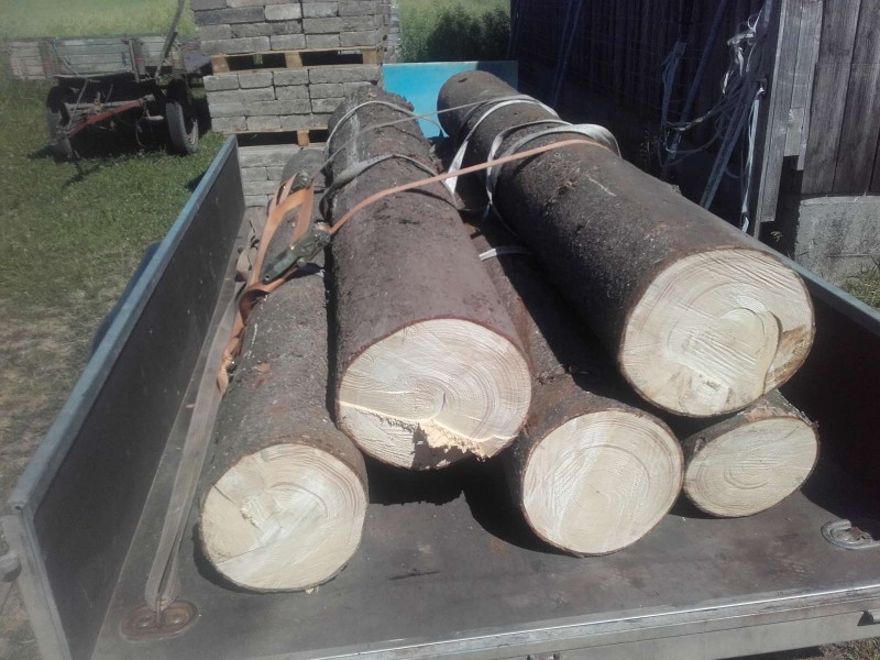 2019-06-09 Dürre Fichte 4 2.jpg