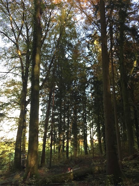 Buche Ast abgebrochen.jpg