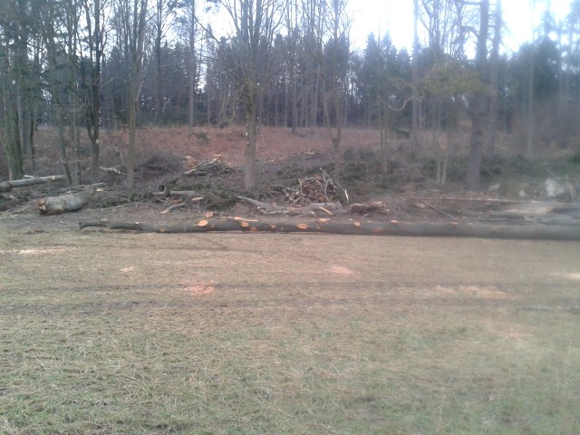 Wald2012 (27) (640x480).jpg