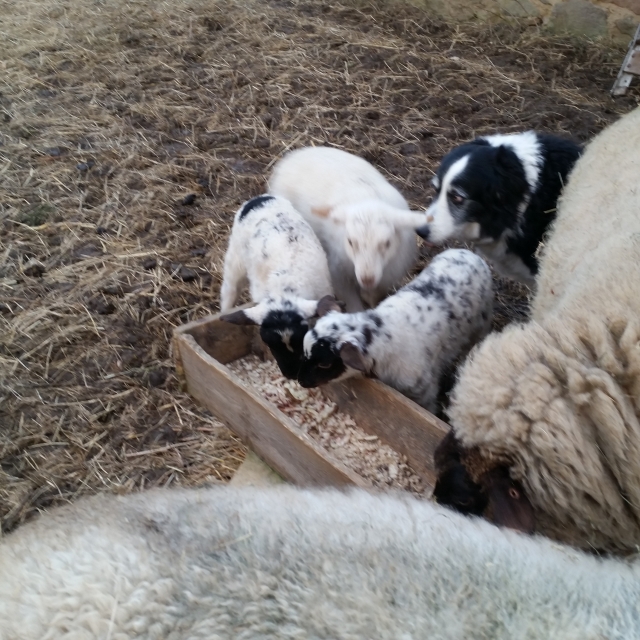2018_02 Lämmer und Buddy 1.jpg