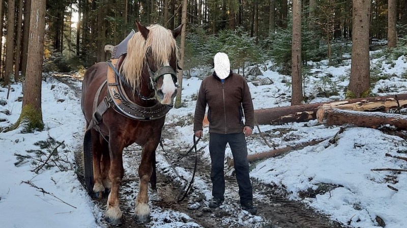 Bild Pferd.jpg