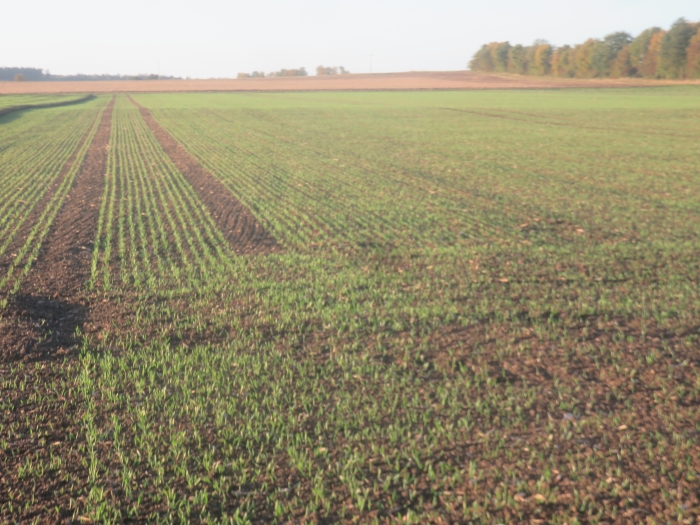 W`Gerste Schwärz.jpg