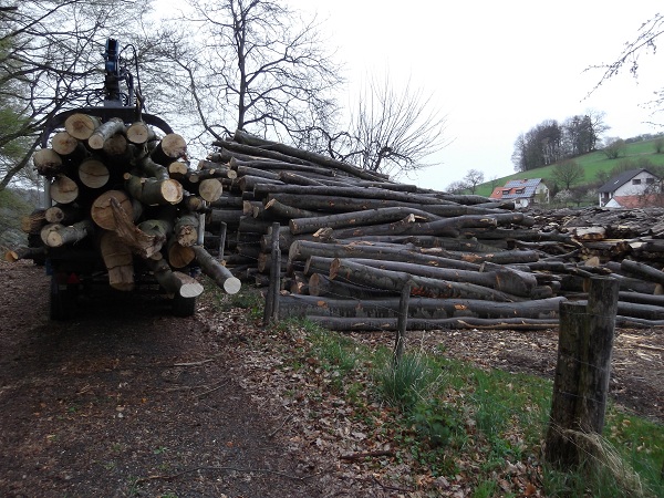 Holzabfuhr Teil 3 026.JPG