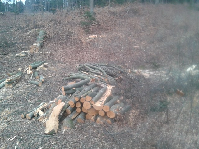 Wald2012 (15) (640x480).jpg