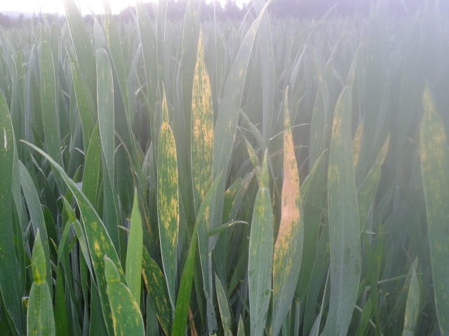 2014-05-23 18.58.11 (640x480).jpg