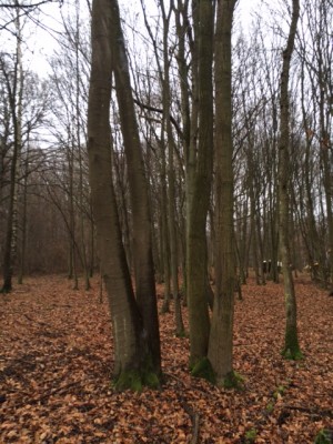 Links Buche und rechts.....jpeg