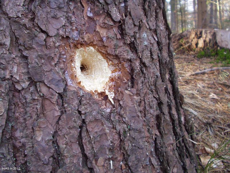 Spechtloch_in_gesunder_Fichte_P2220008_2.JPG