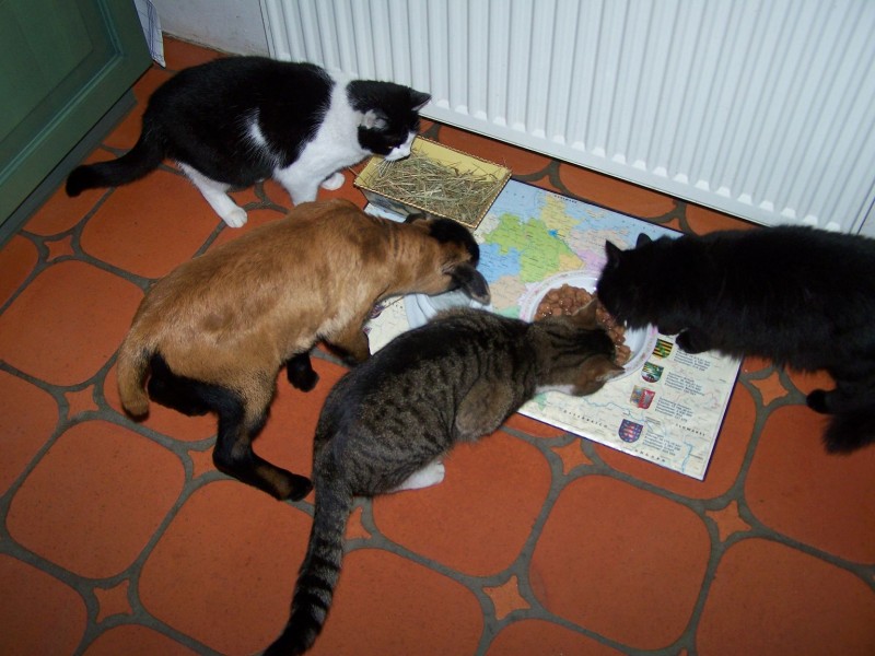 k-100_6230  Wasser aus Katzennapf schmeckt besser.JPG