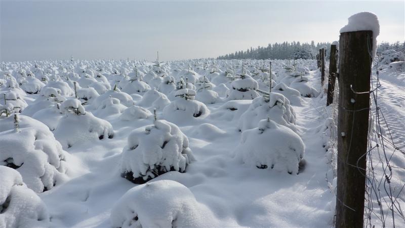 P1060826 (Medium).JPG