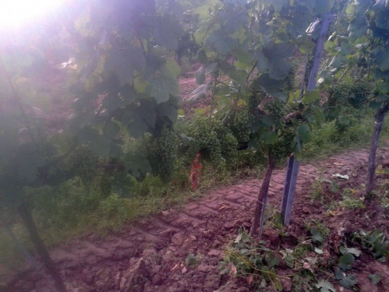 2016-07-28 19.14.00.jpg