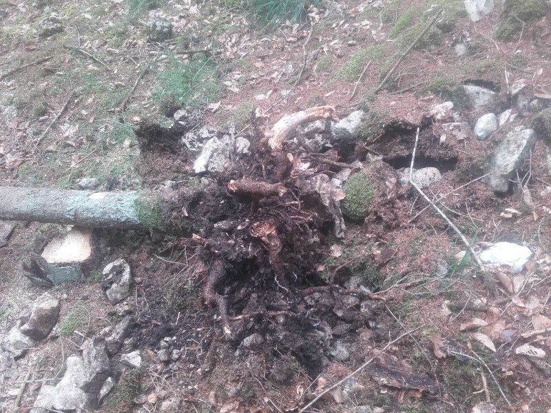 2018-08-31 Robert  Wald 6.jpg