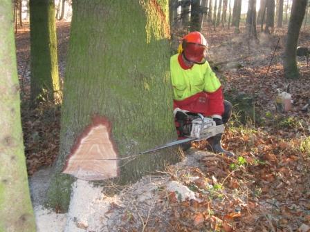 Weißtanne Faellkerbsohle2.JPG