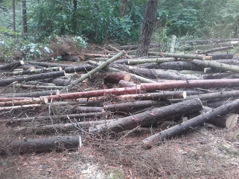 2018-08-31 Robert  Wald 3.jpg