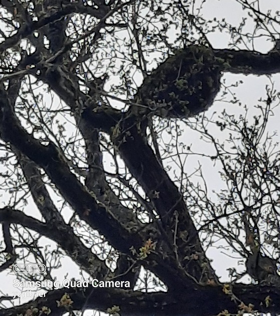 Loranthus europaeus 4.jpg