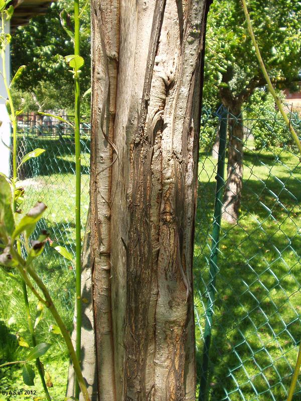 von Schafen_verbissener_Weidenbaum_nach_einem_Jahr_P8010041_2.JPG