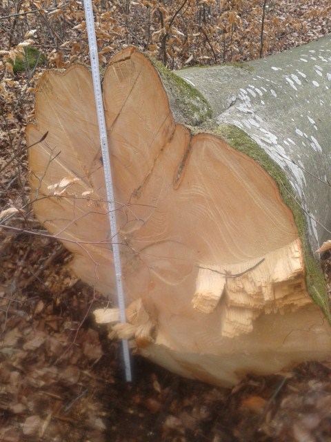 Wald2012 (11) (480x640).jpg