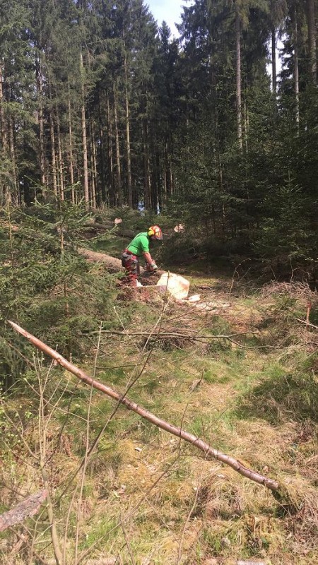 Erdstamm ablängen.jpg