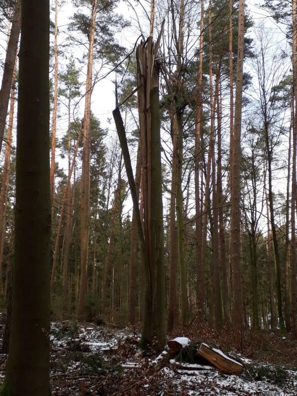 zukünftiger Spechtbaum.jpg