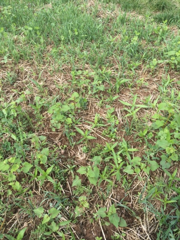 zwischenfruchtgerste 014.jpg