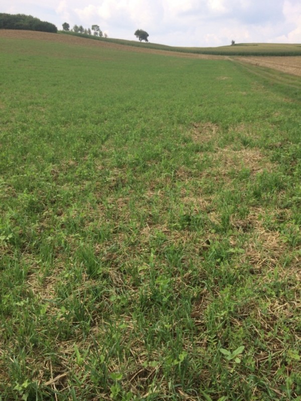 zwischenfruchtgerste 016.jpg