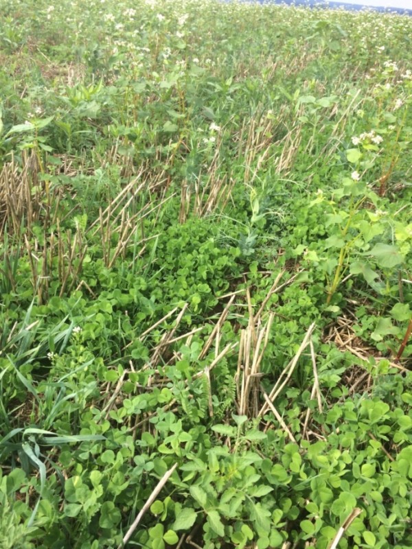 Zwischenfruchtnachgps 009.jpg